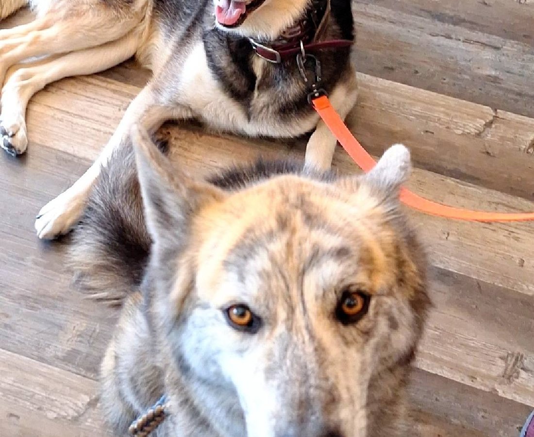 Deux huskies attendant devant le comptoir